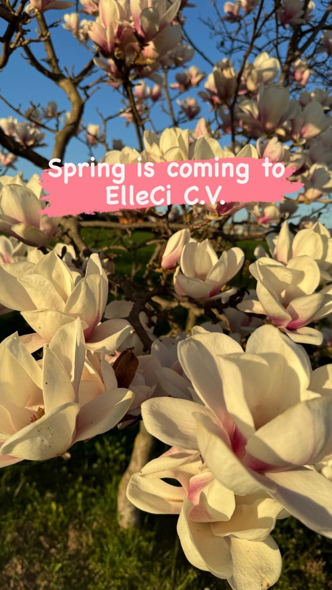 Elleci * Mondovi